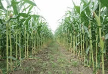 Berau Genjot Produksi Jagung Hibrida 2026