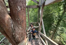 Menyusuri Kanopi Hutan Tropis, Serunya Wisata ke Bukit Bangkirai
