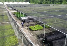 Menjaga Masa Depan Hutan dari Mentawir, Ribuan Bibit Disiapkan untuk Rehabilitasi