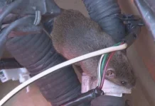 Tips Ampuh Lindungi Kabel dari Gigitan Tikus