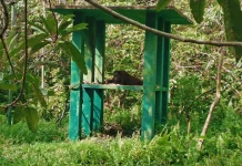 BOSF Samboja Akan Lepasliarkan Lima Orangutan ke Habitat Asli di 2026