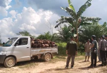 Samboja Lestari Terdesak: Hutan Menyusut, Habitat Orangutan di Ambang Krisis