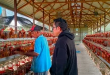 Mandiri Pangan, BUMDes Loa Duri Ulu Sukses Kelola Usaha Ayam Petelur
