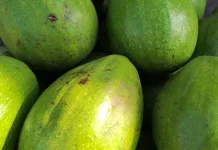 Lima Buah Tropis Indonesia yang di rekomendasikan Pakar Nutrisi