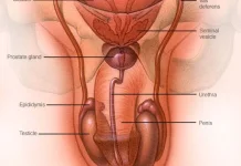 Deteksi Dini Gejala Kanker Testis Selamatkan Nyawa