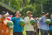 Panen Semangka Dumaring Hasilkan 20 Ton untuk Ketahanan Pangan