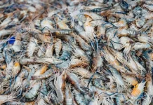 Udang Windu Kaltim Tembus Rp122 Miliar, Budidaya Alami Jadi Kunci