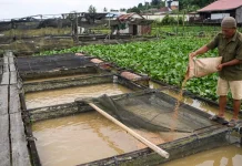IKN Diproyeksi Tingkatkan Permintaan Ikan, Kaltim Siapkan Kampung Budidaya