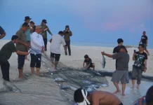 Tradisi “Sobat” Derawan, Sekali Tarik Bisa 500 Kilogram Tuna