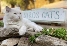 Liburan Jadi Betah, Pulau Syros Tawarkan Rumah Gratis untuk Perawat Kucing