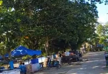 Halo RRI : Khawatir Tumbang, Pohon Tinggi Resahkan Warga Sungai Karang Mumus