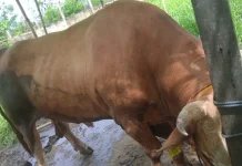 Harga Sapi Kurban Presiden di Samarinda Capai Rp111 Juta