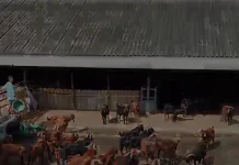 Tips Memilih Hewan Kurban yang Sehat dan Sesuai Syariat