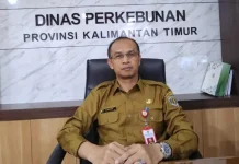 Harga TBS Sawit Kaltim Ditarget Naik Bertahap