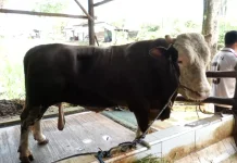 Dulu Sulit Makan, Sapi Bejo 1,07 Ton Kini Jadi Kurban Presiden di Kaltim