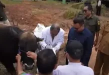 Kesehatan Hewan Kurban Jadi Perhatian jelang Iduladha 1447 H di Kukar