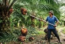 Produksi TBS Perusahaan Sawit Kaltim Berhasil Kerek Margin Laba Bersih 26 persen