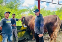 Rahasia Sapi 'Tampan' Balikpapan: Mandi 2 Kali, Harga Rp100 Juta