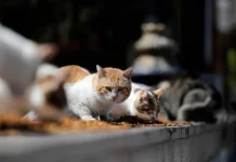 Kota dan Negara Favorit Pecinta Kucing di Seluruh Dunia
