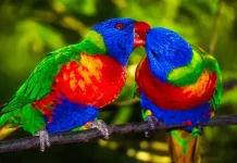 Hari Burung Beo Sedunia (World Parrot Day)