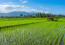Kutim Tingkatkan Luasan Sawah Baru guna Kurangi Ketergantungan Pasokan Beras