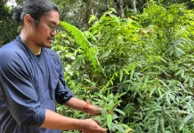 Peneliti Temukan Potensi Obat dari Tumbuhan Pakan Orang Utan di Wehea-Kelay