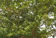 Halo RRI: Pohon Ketapang Rawan Tumbang Dikeluhkan Warga Sungai Dama Samarinda