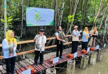 Milad ke-109 Aisyiyah, Menteri Abdul Mu'ti Tanam Mangrove di SMAN 8 Balikpapan