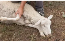 Penyakit Hati yang tak Mati oleh Kurban