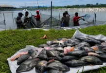 SPPG Sungai Kunjang Serap Hasil Petani, Peternak dan Nelayan Lokal