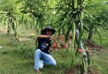 Musim Kemarau Bikin Pasokan Buah Menipis, SPPG Harap Dukungan Petani
