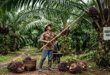 Harga TBS Kelapa Sawit di Paser Menyentuh Rp3.000/Kg