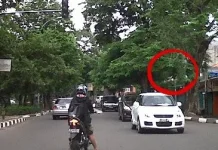 Halo RRI : Warga Laporkan Traffic Light Tertutup Cabang Pohon