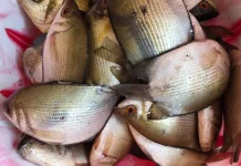 Harga Ikan Biawan di Samarinda Tembus Rp25 Ribu