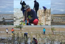 Balikpapan Bangun Ketahanan Pesisir Melalui Gerakan Penanaman Mangrove