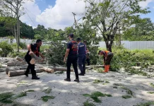 Akses Jalan Sempat Terganggu, BPBD Kukar Evakuasi Pohon Tumbang di KM 10