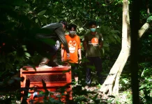 Bagus, Eboni, dan Ruby Kembali ke Habitat, Tiga Orangutan Hasil Rehabilitasi Dilepas