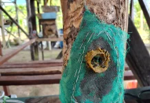 Madu Kelulut: Kandungan, Manfaat Kesehatan, dan Prospek Budi Daya yang Menjanjikan