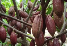 Bantuan Perkebunan dari Kementan Belum Turun, Disbun Berau Fokus Administrasi
