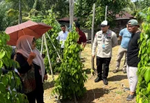 Tim Kemenkum Kaltim dan DJKI Lakukan Pengawasan Lapangan IG Lada Malonan