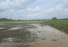 IKN Tumbuh, Kaltim Pacu Produksi Pangan dari Lahan yang Ada