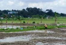 Kaltim Didorong Kurangi Ketergantungan Beras dari Luar Daerah