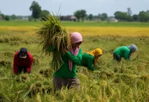 Kementerian Pertanian Alokasikan AUTP untuk 100 Ribu Hektare Lahan Padi pada 2026