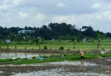 Tak Lagi Andalkan Perluasan Lahan, Kaltim Fokus Tingkatkan Hasil Panen