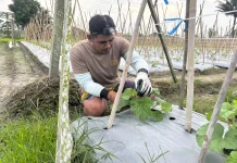Polres PPU Rawat Tanaman Melon, Perkuat Ketahanan Pangan dari Lahan Produktif