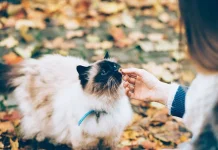 Starter Pack Street Feeding Kucing Jalanan, Praktis, Aman, dan Ramah Lingkungan