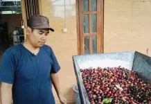Kopi Merapi: Disiplin Petik Merah dan Teknologi Jadi Kunci Kualitas