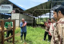 Tingkatkan Inseminasi Buatan, Unmul Perkuat Kapasitas Peternak di Kutai Barat