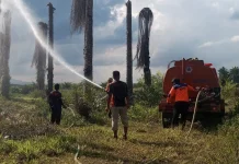 Kebakaran Lahan Satu Hektare Terjadi di Perkebunan Sawit Paser