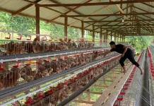 Kisah Samatelur dan Telor Kita Bangun Inovasi Pakan Limbah Udang di Kaltim